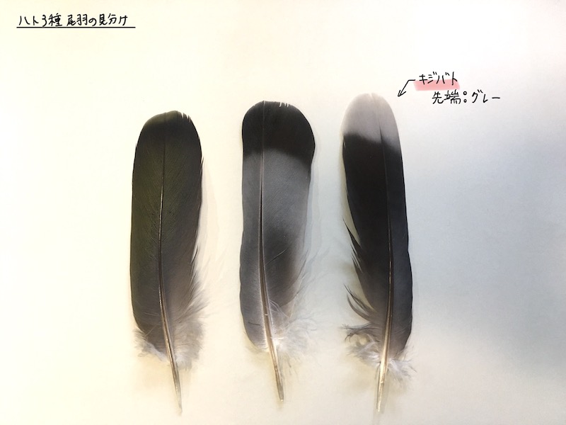 ハト3種の尾羽の見分け アオバト ドバト キジバト Skg 羽のバックヤード