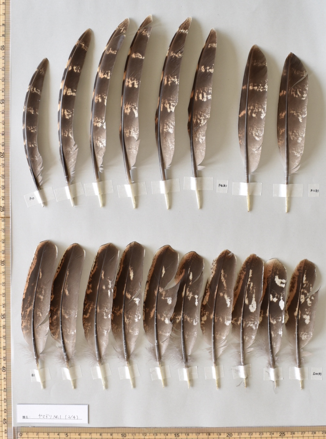 野鳥　ヤマドリ　羽根　羽　山鳥　素材　パーツ 山鳥の羽根