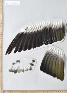 アオバトの翼の再現