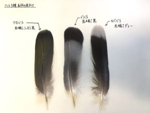 ハト3種の尾羽