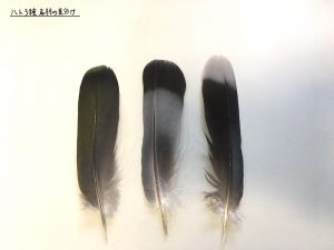 ハト3種の尾羽