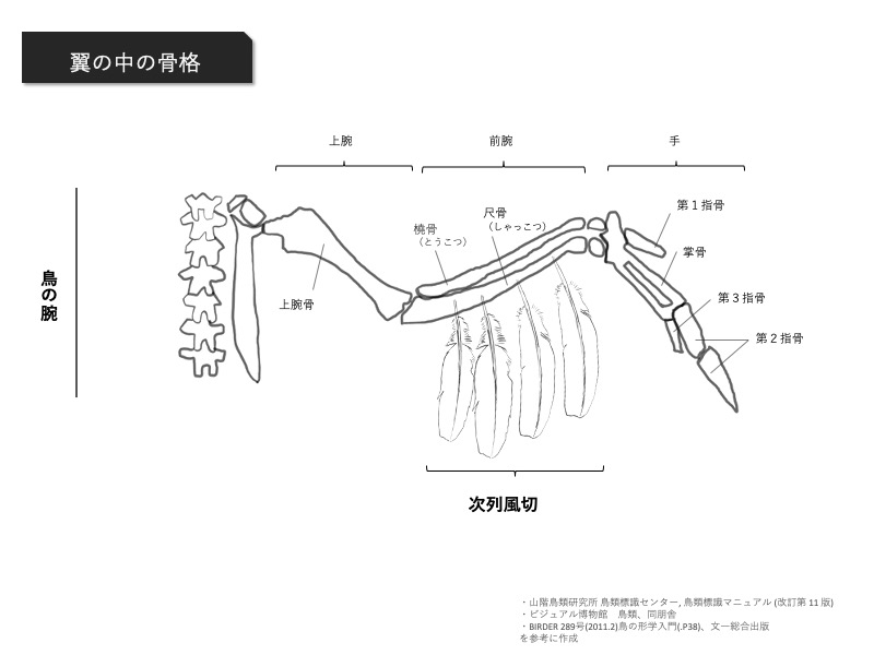 初心者向け 第3回 前編 風切を見分けよう 初列か次列か三列か 後半 Skg 羽のバックヤード