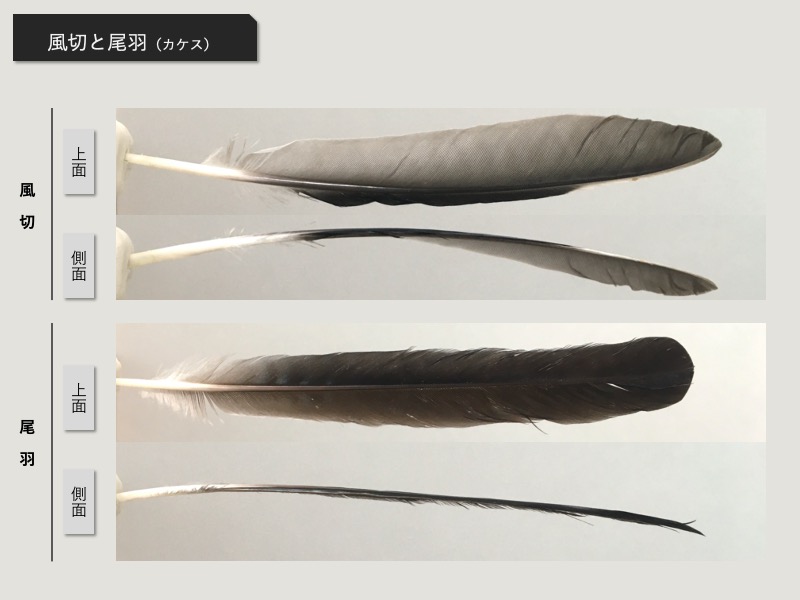 風切と尾羽の比較