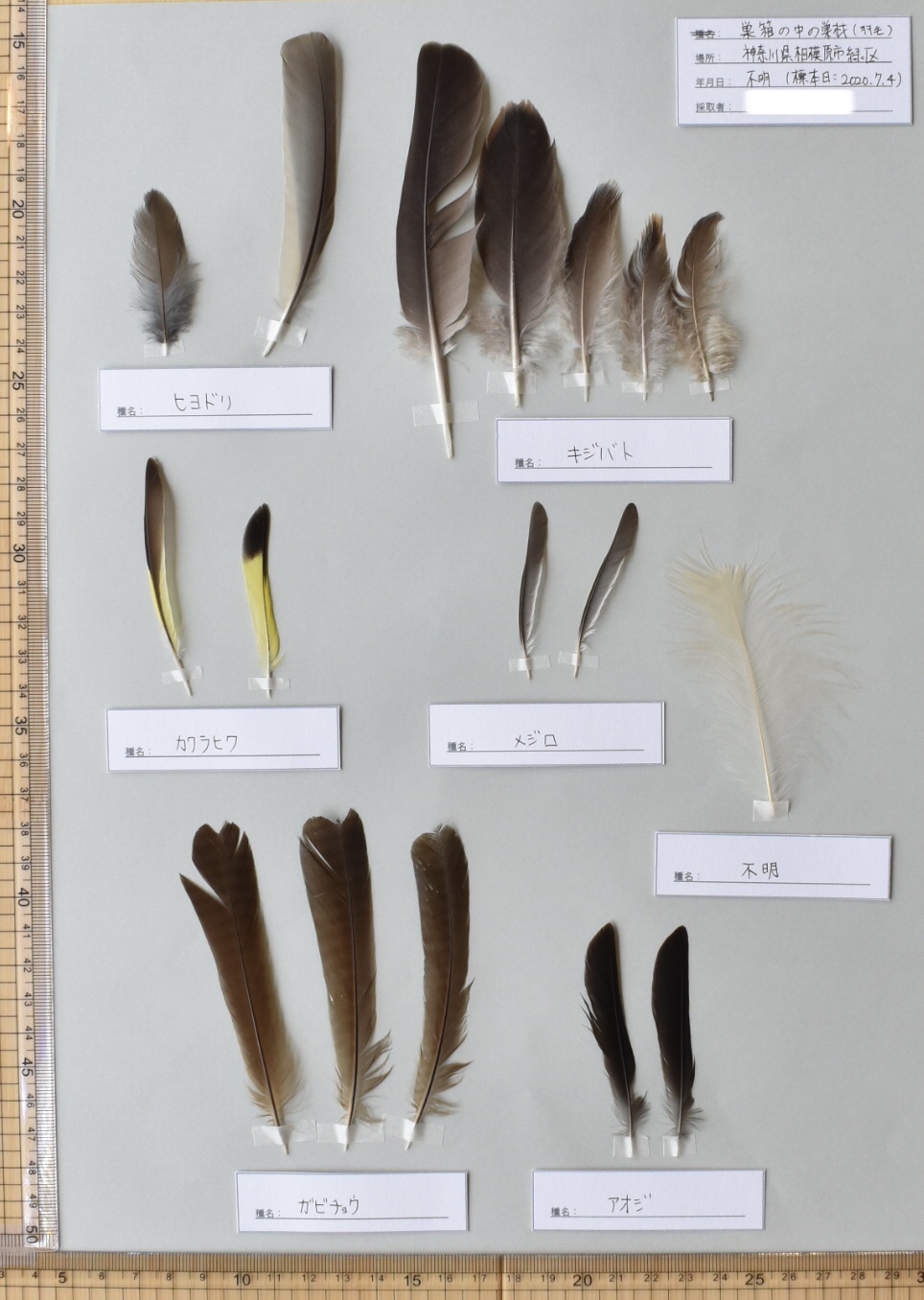 巣箱の中の巣材の羽標本 | SKG 羽のバックヤード