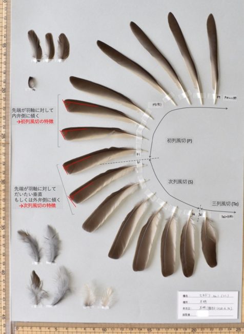 ヒヨドリの羽標本を検証