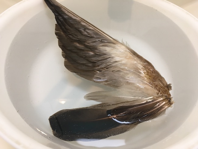 中編】カルガモの翼を羽標本にする前処理 | SKG 羽のバックヤード