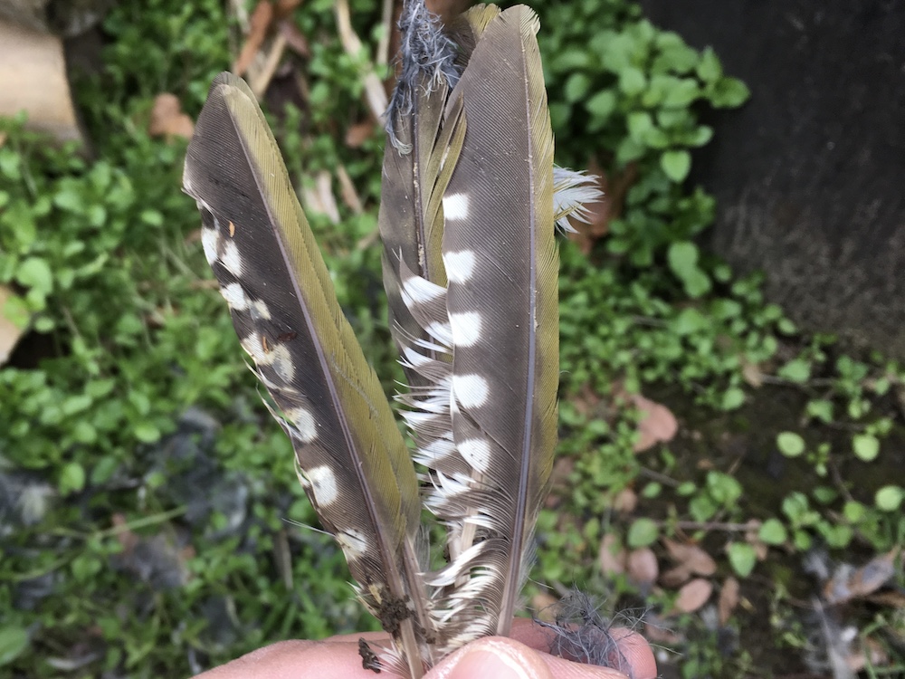 野鳥 鳥の羽根 翼 標本 - 素材/材料