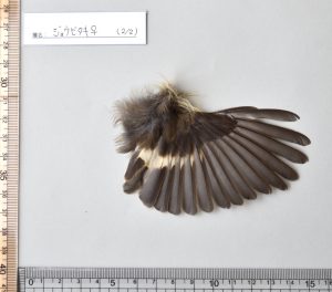 ジョウビタキの翼標本